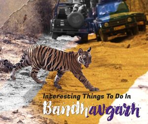 amazing bandhavgarh adventures