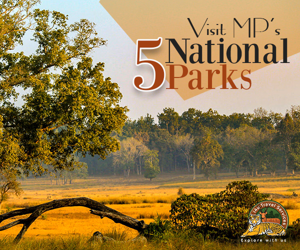 National Parks in Madhya Pradesh
