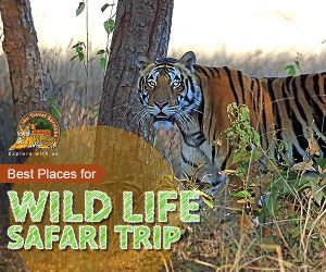 Wildlife safari trip