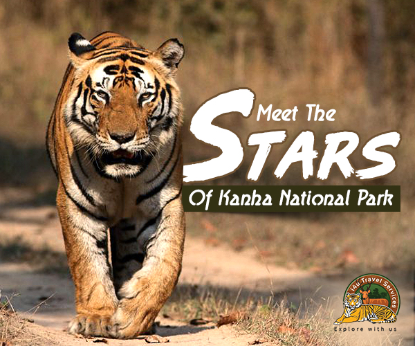 Meet The Stars Of Kanha National Park