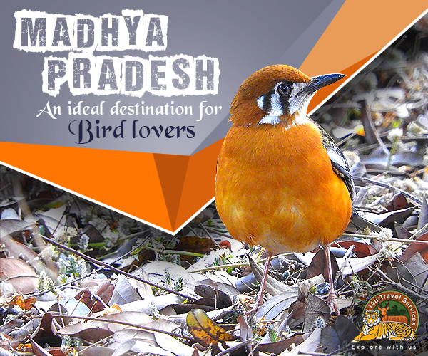 Madhya Pradesh Bird Lover