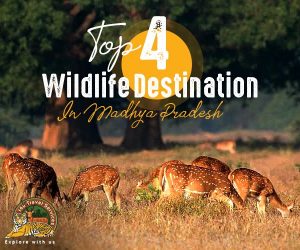 Wildlife destination in mp