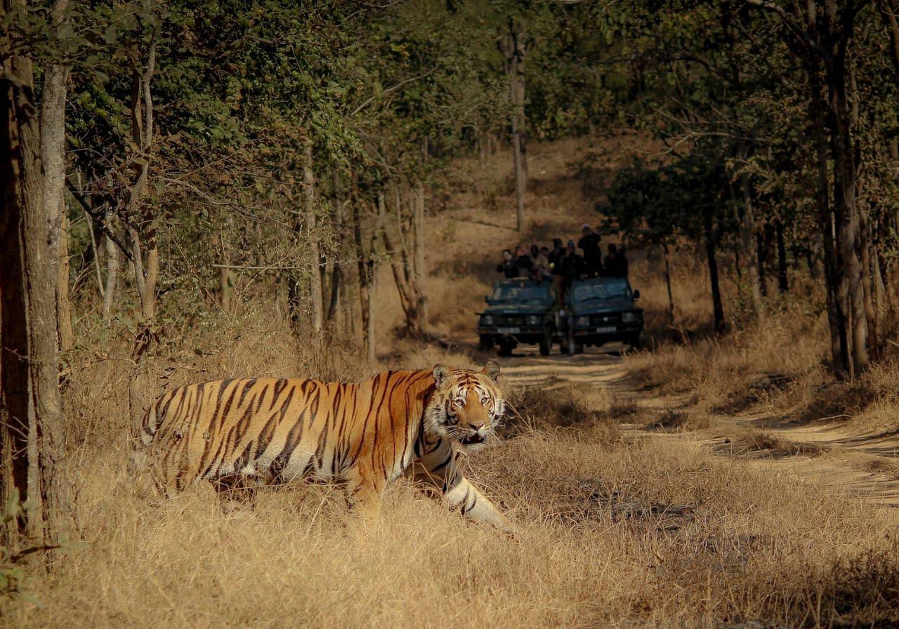 satpura jungle safari photos