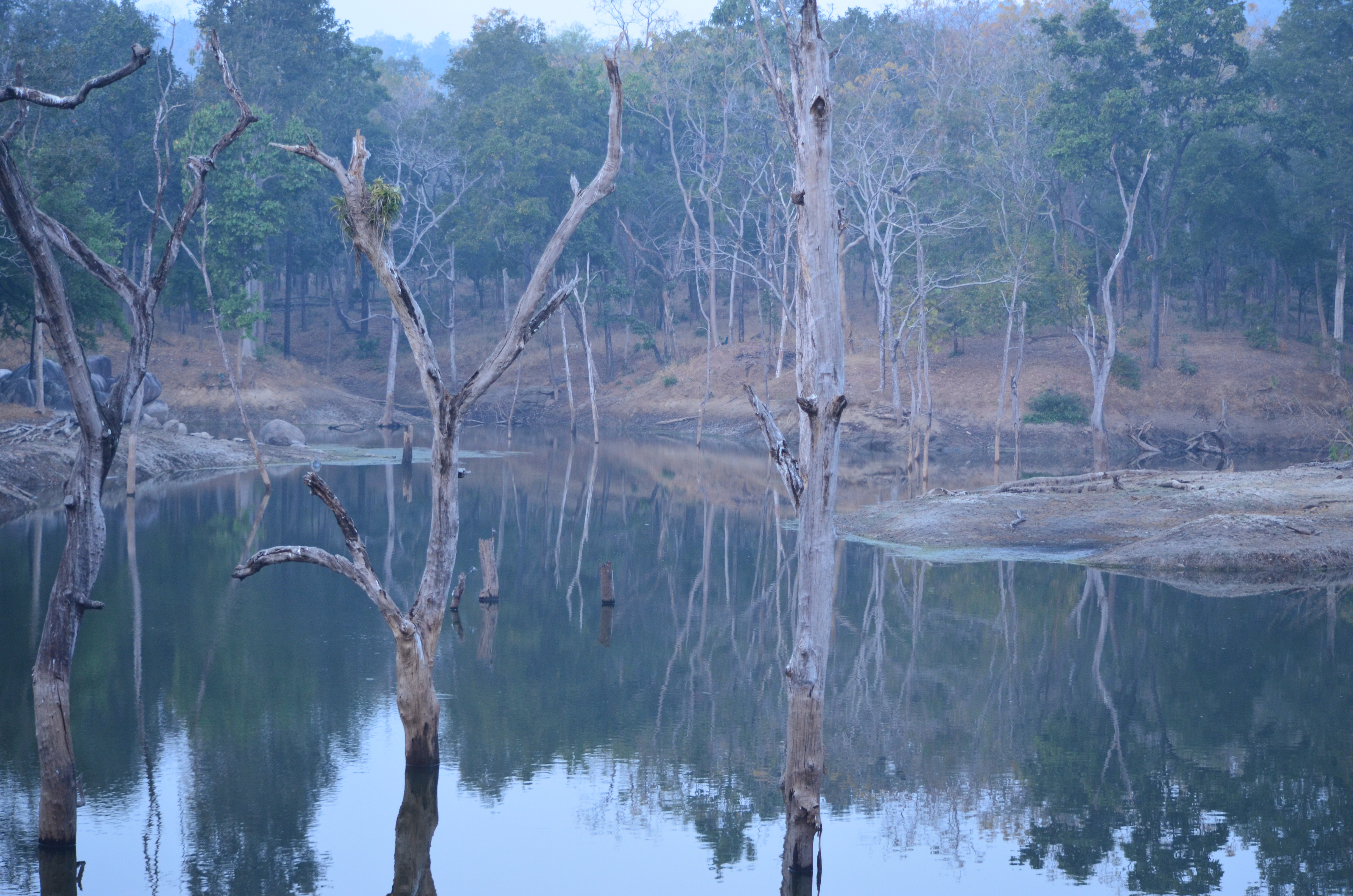 Wildlife Tour Packages for Pench National Park, Pench National Park Tour & Holiday packages