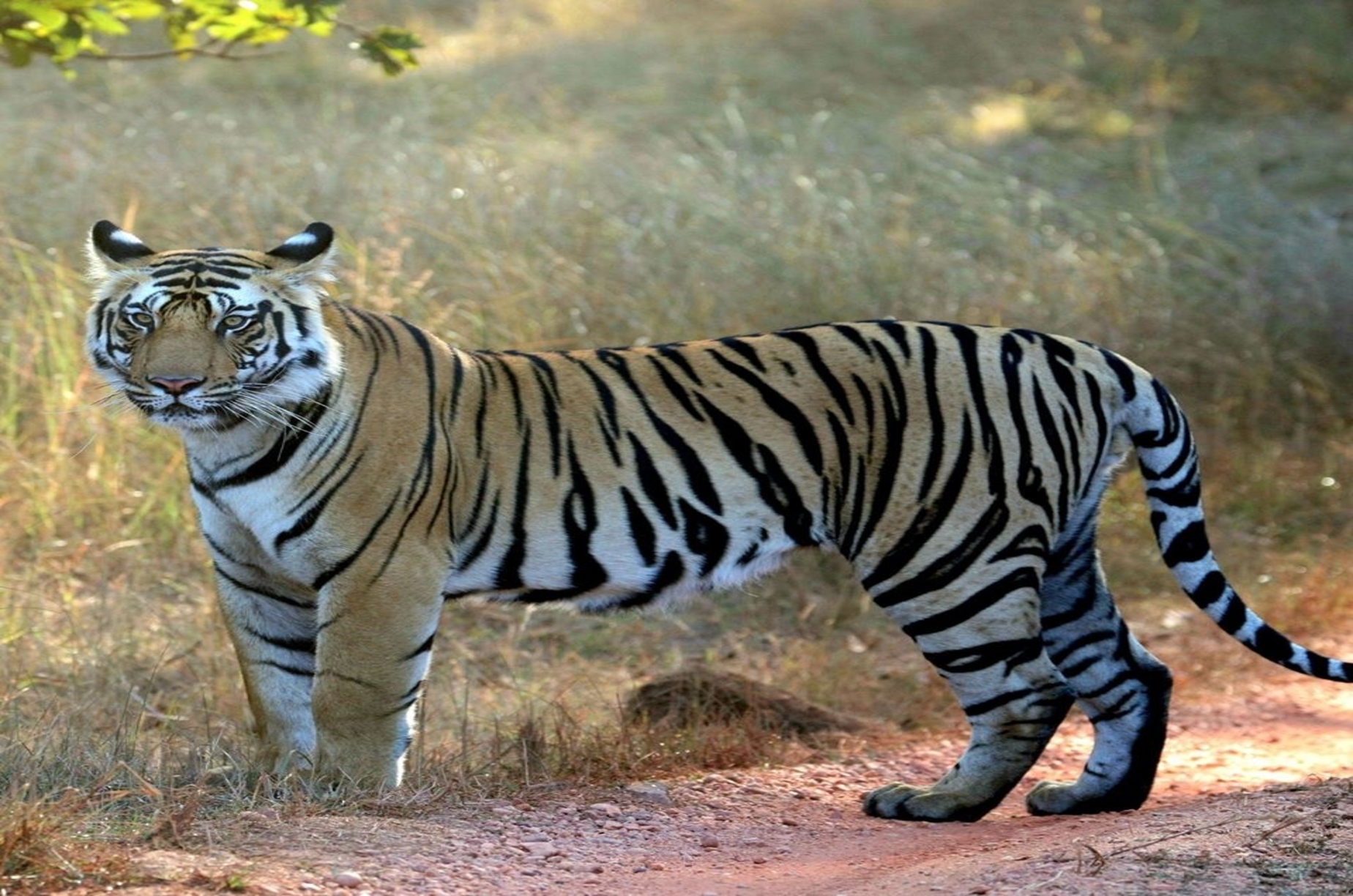 Raipur Airport To Kanha National Park www.i4utravels.com