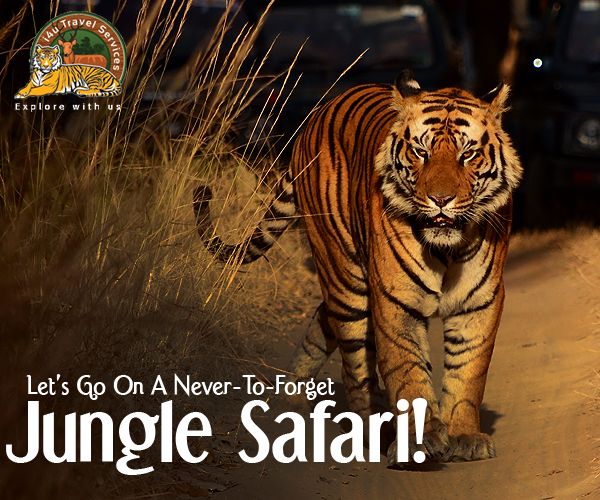jungle safari video download