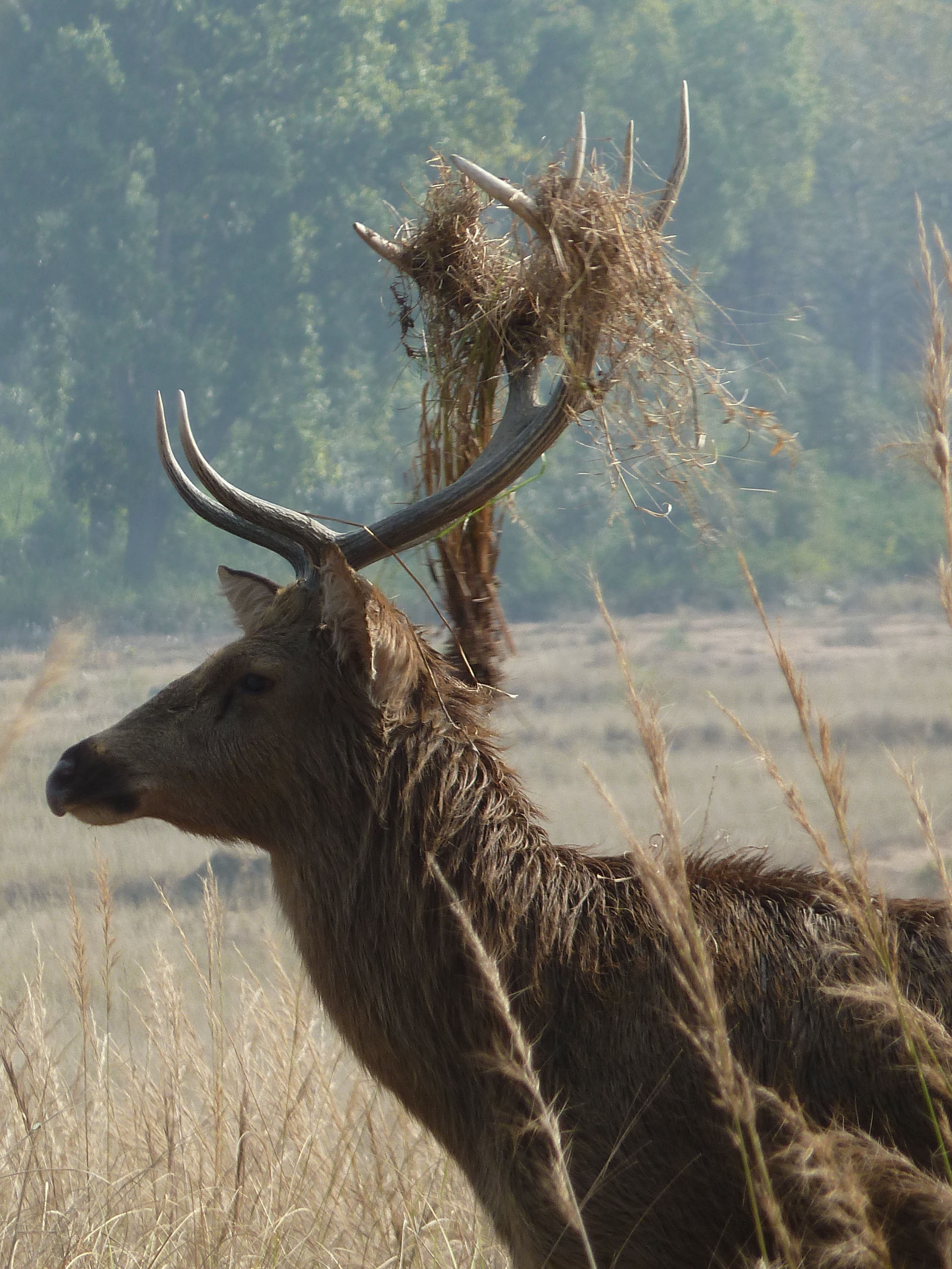 Madhav National Park